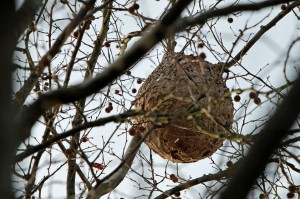Un nido de avispa asesina (Foto de archivo)