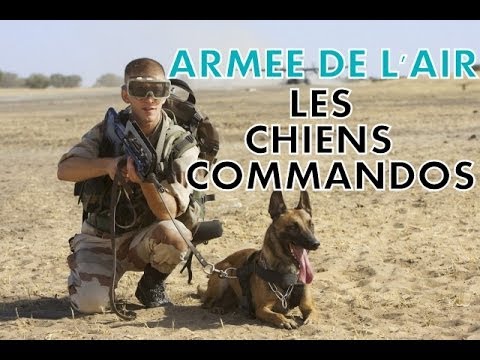 Los perros comando del Ejército