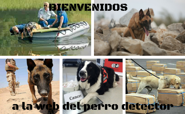 alt="PerrosdeBusqueda"