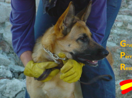 Grupos de rescate con perros