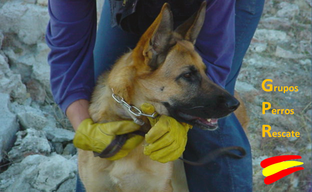 Grupos de rescate con perros