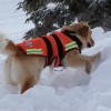 alt="perro de rescate nieve"