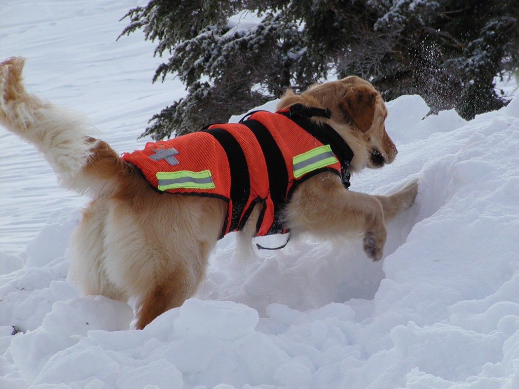 Perros De B squeda En Aludes PerrosdeBusqueda perros-de-b-squeda-en-aludes-perrosdebusqueda