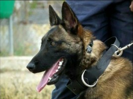 alt="perro Policía Local Jumilla"