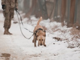 alt="Perro militar rastreando"