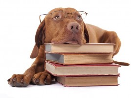 alt="perro con libros"