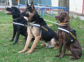 alt="perros de la Policía Nacional"