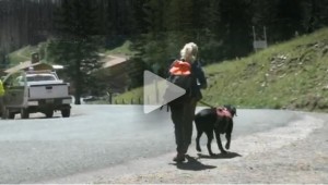 Perros que detectan salamandras