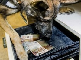 alt="Perro detector dinero"