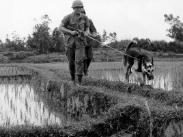 alt="perros en las guerras"