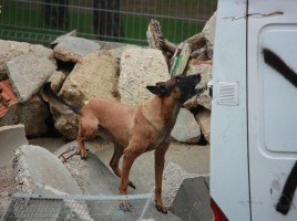 alt="perros de rescate campeonato Guardia Civil"