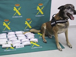 alt="Perro detector Guardia Civil Barry"