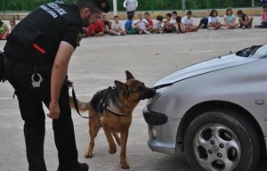 PL-Alberic con perro busca coche