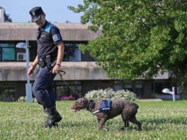 alt="perro detecta drogas pub Vigo"