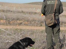 alt="Perro detector veneno Toledo"