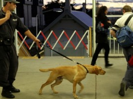 alt="perro drogas no hace bien trabajo"