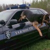 alt="despedida perro policía eutanasia"