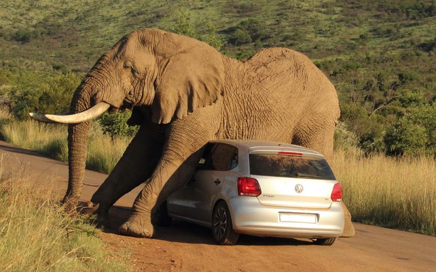 alt="Elefante aplasta coche"