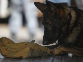 alt="perro policia Brasil mundial"