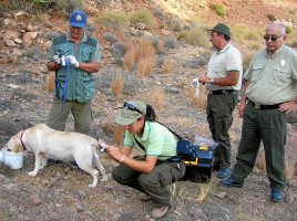 alt="perros detectores veneno"