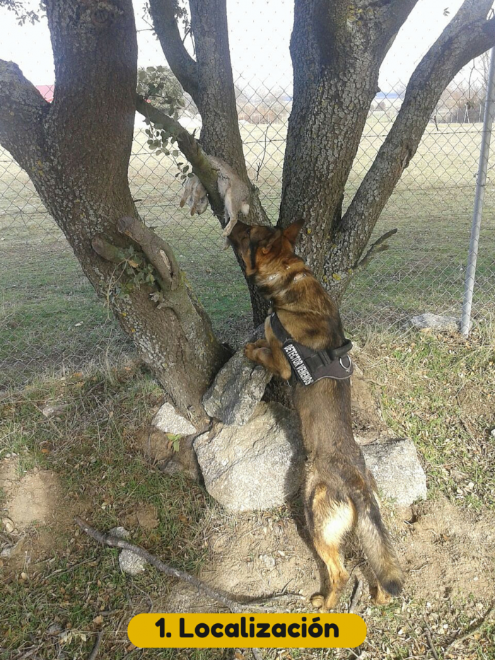 alt="Nero perro detector venenos"