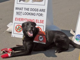 alt="perro detector mejillones barcos Alberta"