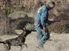 alt="perro busqueda personas Guardia Civil"