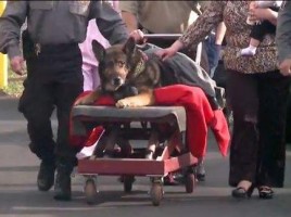 alt="despedida perro policia Zeus"