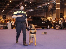 alt="100x100 mascotas exhibiciones perros policía"