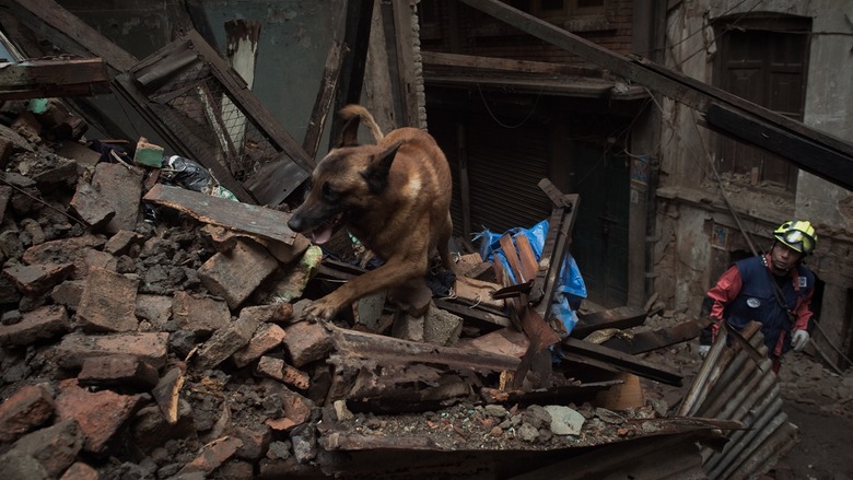alt="perros rescate Nepal"