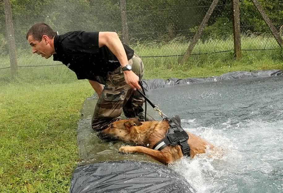 guía canino especialista