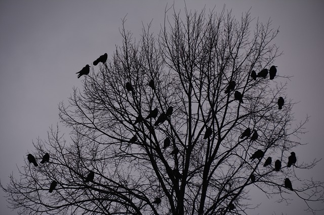 cuervos