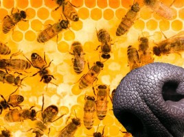 alt="abejas en lugar de perros detectores"