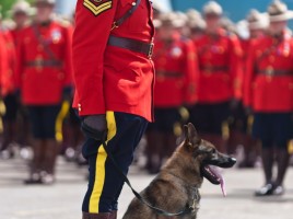 alt="K9 Canada"