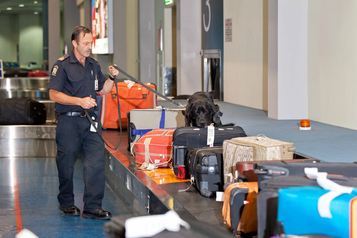 alt="perro detector aeropuerto"