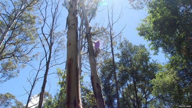 alt="perros para detectar koalas"