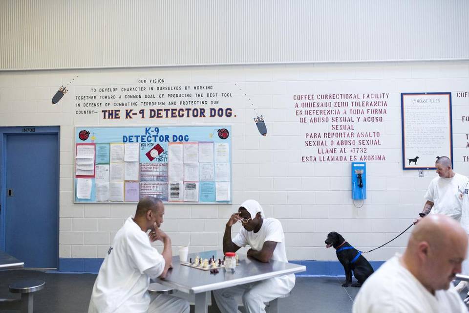 alt="presos entrenan perros detectores coffee Prison"