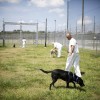 alt="presos entrenan perros detectores coffee Prison"