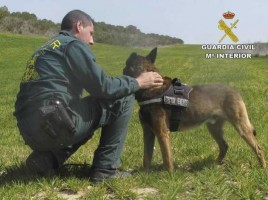 alt="perro detector venenos Guardia Civil"