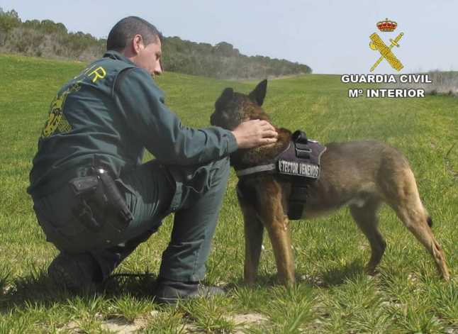 alt="perro detector venenos Guardia Civil"