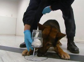 alt="odorología forense perro detector"