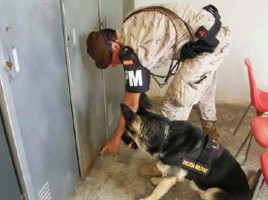 alt="perro Policía Militar revisa taquilla explosivos"