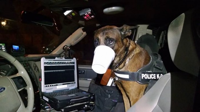 alt="perro policía pillado in fraganti robando un helado"