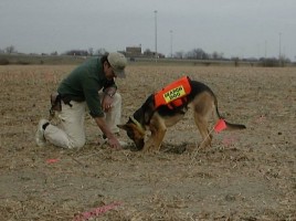 alt="perro detector cadáver"