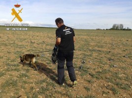 alt="perros detectores explosión pirotecnia Zaragoza"