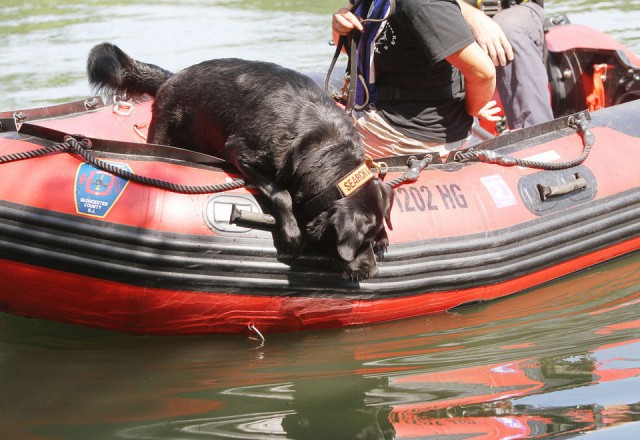 alt="perro detector cadáveres sumergidos"