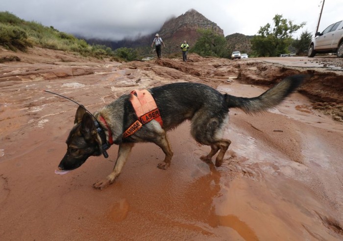 alt="perros rescate riada Utah"