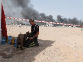 alt="perros rescate explosión pirotecnia Zaragoza"