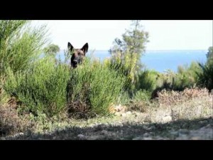 alt="video formación cinotécnica ejército de tierra Biscarosse"