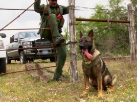 alt="perros detectores en la frontera EEUU y México"